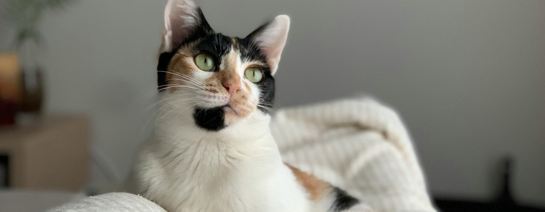 a cat lying on a bed